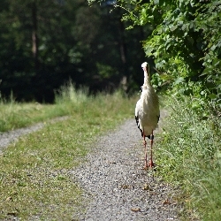 photos/Tierwelt/thumbnails/Storchenshooting in Salem.jpg